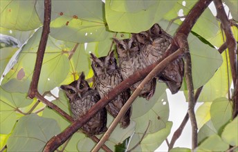 A family of tropical screech owls (Megascops choliba) hiding from the Sun under rainforest canopy