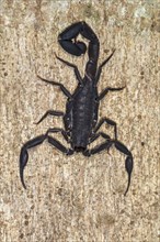 Peruvian Black Scorpion (Tityus asthenes) on a tree trunk at night