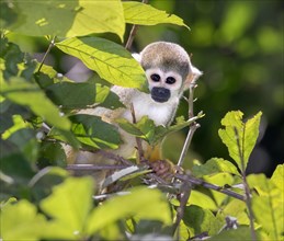 Squirrel Monkey (Saimiri sciureus) in rainforest canopy