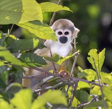 Squirrel Monkey (Saimiri sciureus) in rainforest canopy