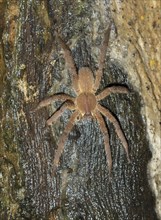 Brazilian Wandering Spider (Phoneutria fera) on a tree in rainforest