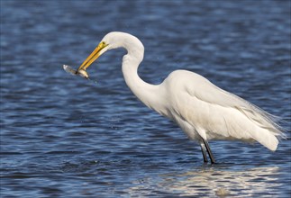 Great egret (Ardea alba) hunting fish in tidal marsh