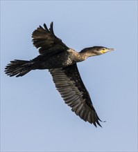 Neotropic cormorant (Phalacrocorax brasilianus) flying