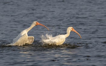 American white ibises (Eudocimus albus) preening in tidal marsh