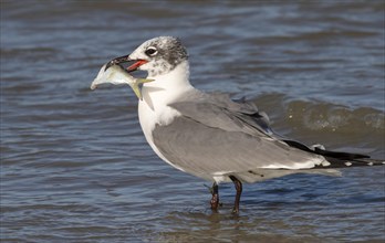 Laughing gull (Leucophaeus atricilla) in winter plumage with a prey fish