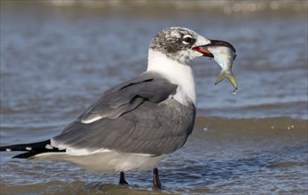 Laughing gull (Leucophaeus atricilla) in winter plumage with a prey fish in water