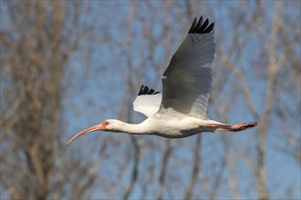 American White Ibis (Eudocimus albus) flying over a forest lake