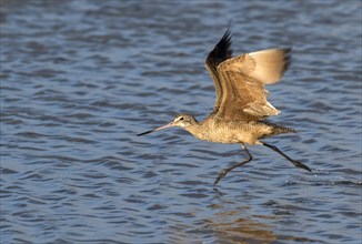 Marbled Godwit (Limosa fedoa) taking off in shallow water