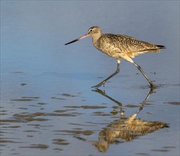 Marbled Godwit (Limosa fedoa) running along the ocean shore