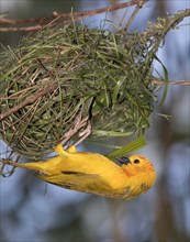 Taveta golden weaver (Ploceus castaneiceps) building nest