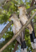 Guira cuckoos (Guira guira)