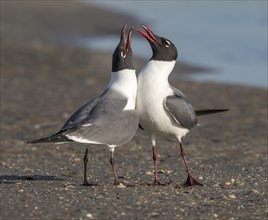 Laughing Gulls (Leucophaeus atricilla)