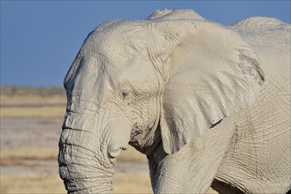 African Elephant (Loxodonta africana)