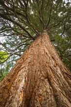 Redwood (Metasequoia glyptostroboides)