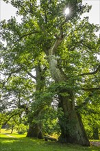 Old oak trees (Quercus robur)