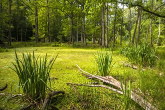 Bog forest with deadwood and water flag (Iris pseudacorus)