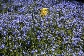 Daffodil (Narcissus) in a field of Scilla flowers