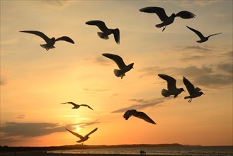 Seagulls in flight at sunset