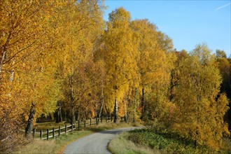 Narrow road with Birch trees (Betula sp.)
