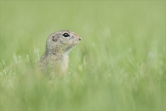 European ground squirrel (Spermophilus citellus) in a meadow