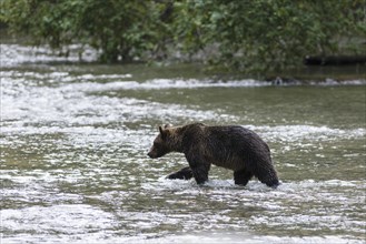 Mainland grizzly (Ursus arctos horribilis) walking in water