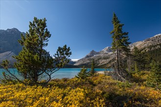 Glacial lake Bow Lake