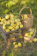 Pear quinces (Cydonia oblonga var. oblonga) in old wooden box and basket