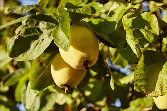 Pear quinces (Cydonia oblonga var. oblonga) on tree in sunshine