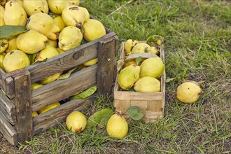 Pear quinces (Cydonia oblonga var. oblonga) in old wooden box and basket