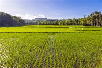 Green rice fields near village of Maria