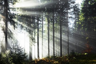 Rays of sunlight shining through trees in fog