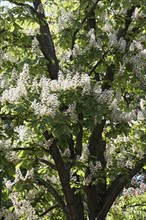 Blossoming Chestnut tree
