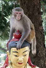 Rhesus monkey (Macaca mulatta) sitting on the head of a Buddha statue