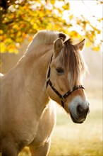 Fjord horse (Equus ferus caballus)