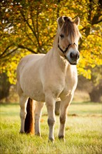 Fjord horse (Equus ferus caballus)