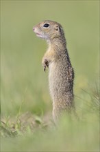 European ground squirrel (Spermophilus citellus) young keeping watch