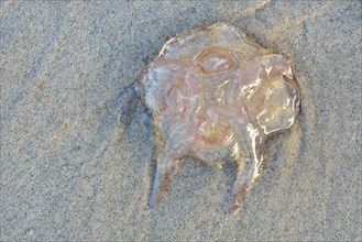 Lion's mane jellyfish (Cyanea capillata) on the sandy beach