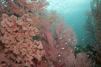 Coral reef with Cherry Blossom Coral (siphonogorgia godeffroyi) and Red fan coral (Melithaea sp.)
