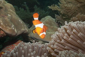 Ocellaris clownfish (Amphiprion ocellaris) in Sea Anemone (Heteractis spec.)
