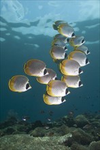 Philippine Butterflyfish (Chaetodon adiergastos)