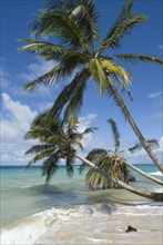 Coconut palm trees (Cocos nucifera)