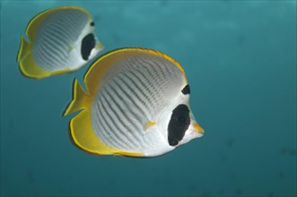 Philippine Butterflyfish (Chaetodon adiergastos)