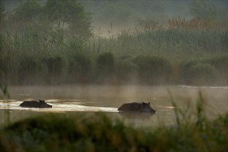 Wild boars (Sus scrofa) swimming through water