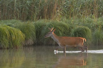 Young red deer (Cervus elaphus) walking through the water