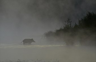 Wild boar (Sus scrofa) standing in water