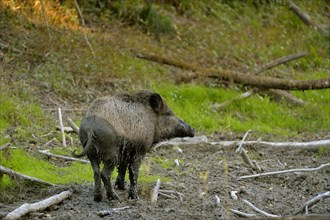 Wild boar (Sus scrofa) after wallowing in mud