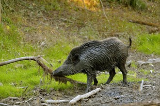 Wild boar (Sus scrofa) after wallowing in mud