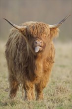 Highland Cattle (Bos taurus)