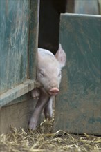 Domestic Pig (Sus scrofa domesticus)