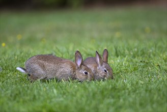 European Rabbits or Common Rabbits (Oryctolagus cunniculus)